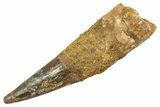 Fossil Spinosaurus Tooth - Real Dinosaur Tooth #344512-1